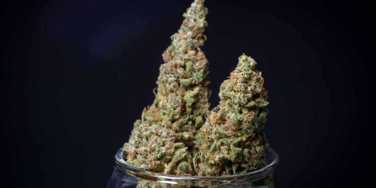 The group that is powering a proposed constitutional amendment to legalize recreational cannabis in Florida is halfway to its goal of getting the measure on next year’s ballot.