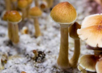 City leaders in Ferndale, Michigan voted this week to decriminalize psilocybin mushrooms and other natural psychedelics, making the city in the Detroit