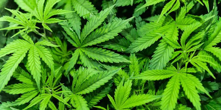 Colorado hospital is reviewing its policy when adult-use or medical cannabis is found due to an incident that took place several months ago.