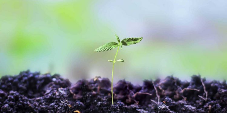 Regulators in Illinois have extended the operational deadline for some craft cannabis growers in the state.