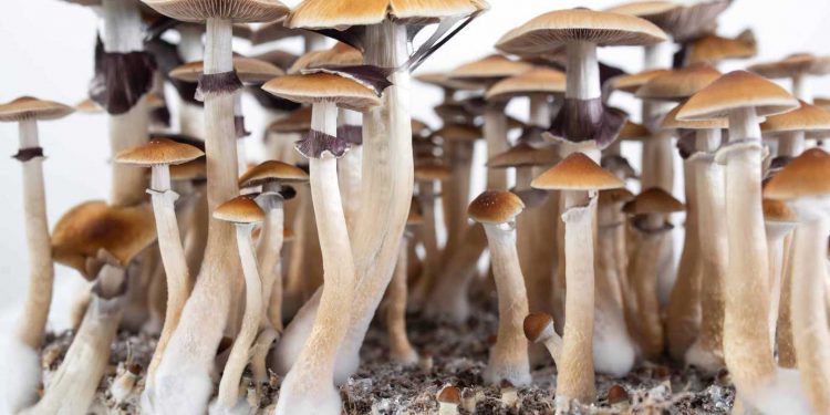 Legislators Reintroduce Psychedelic Therapy Bill