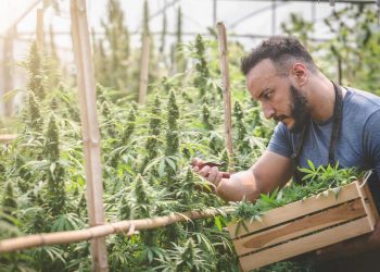California moved this week to ease tax burden to the area’s cannabis cultivators, another decision driven by the continued economic struggles