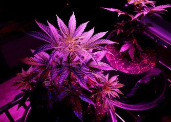 Voters in Oklahoma on Tuesday rejected a ballot measure that would have recreational pot legalization in the state that already has one of the nation’s most robust medical marijuana programs