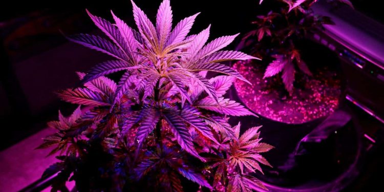 Voters in Oklahoma on Tuesday rejected a ballot measure that would have recreational pot legalization in the state that already has one of the nation’s most robust medical marijuana programs