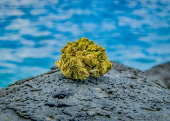 Legalization Bill Moving Hawaii Legislature-A bill to make Hawaii the next state to legalize recreational cannabis cleared a legislative hurdle this week.