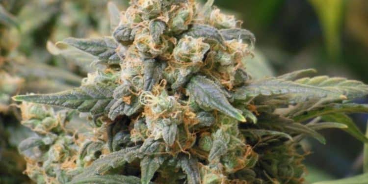 Auto Pounder with Cheese. Let’s be honest…an instant classic if only for the name! We probably don’t need to tell you which strains were combined to come up with this tasty concoction.