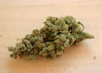 Casey Jones is an outstanding hybrid, it was engineered by master breeders using the genetics of Sour Diesel, Thai and Trainwreck.