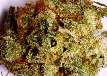King’s Bread a strain fit for royalty? Quite possible, and in more ways than one. For one thing, the King’s Bread strain is comparatively rare