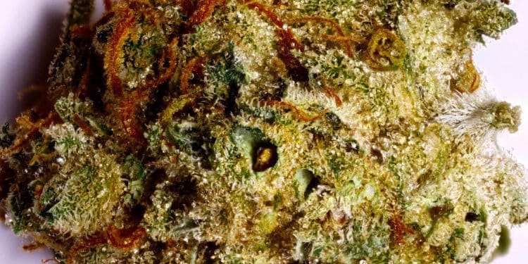 King’s Bread a strain fit for royalty? Quite possible, and in more ways than one. For one thing, the King’s Bread strain is comparatively rare
