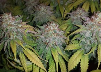 Super Lemon Haze has collected more awards over the years than we’ve time to get into right now.