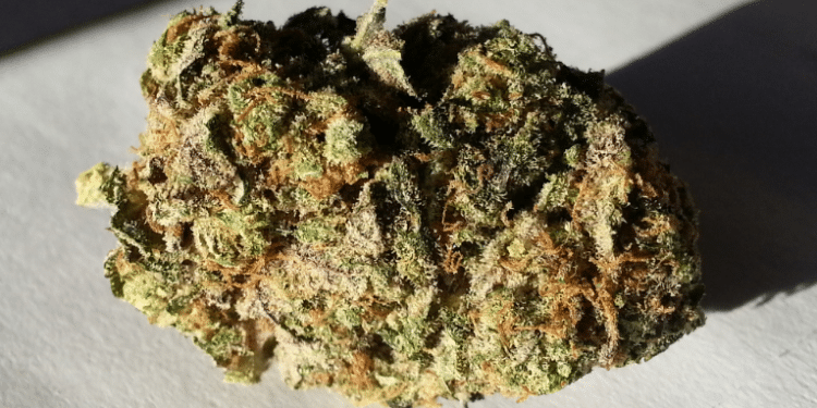 Sucker Punch was created by crossing Candy Kush with a Pre 98 Bubba Kush, resulting in a genuine new-generation Kush masterpiece.