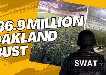 Massive Illegal Marijuana Warehouse Bust in Oakland: $36.9 Million Haul High at 9 News Update