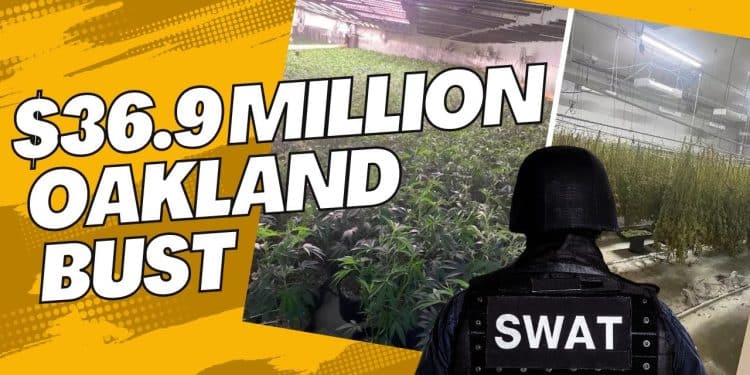 Massive Illegal Marijuana Warehouse Bust in Oakland: $36.9 Million Haul High at 9 News Update