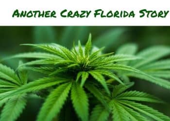 Another Crazy Florida Story By Christine Sclafani TNMNews.com | Marijuana News, Cannabis Culture