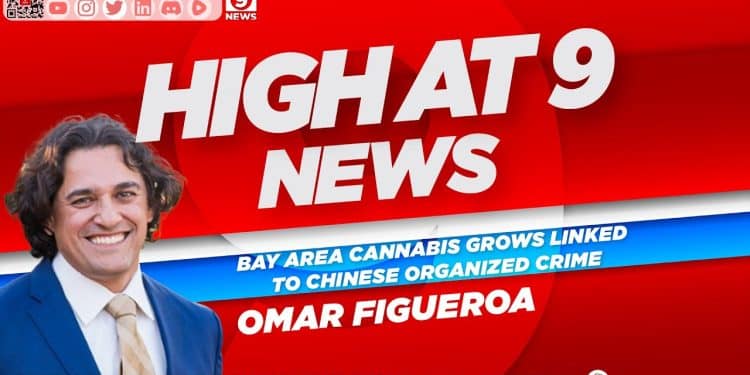 High At 9 News : Omar Figueroa – Bay Area cannabis grows linked to Chinese organized crime