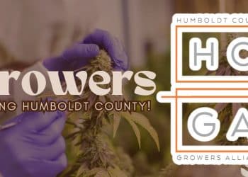 Measure A Proponents Deceived Public on Humboldt Cannabis Initiative