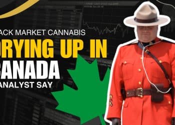 Survey Reveals: Two-Thirds of Canadian Consumers Choose Legal Cannabis Exclusively!