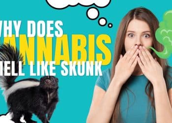 Why Cannabis Smells Like Skunk and How That Could Soon Change