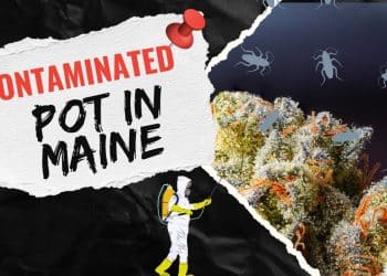 High Percentage of Maine Medical Cannabis is Contaminated, Regulators Say!!!