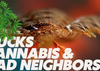Ducks and Cannabis Converge in Essex Junction Lawsuit Pitting State Against City