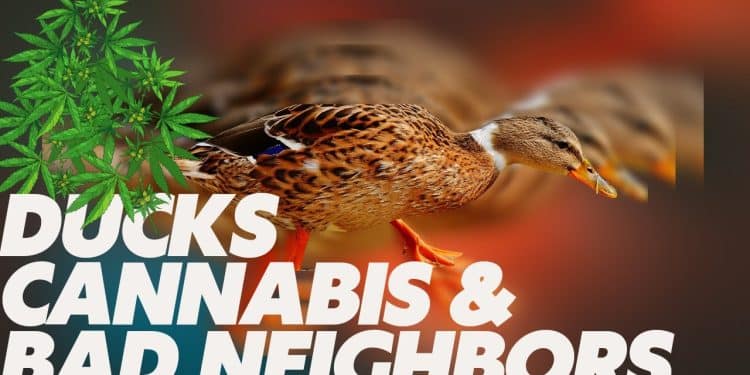 Ducks and Cannabis Converge in Essex Junction Lawsuit Pitting State Against City