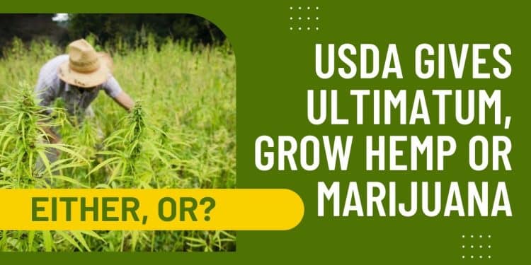 USDA’s Ultimatum: Grow Hemp or Marijuana? Farmers Face Unprecedented Decision!