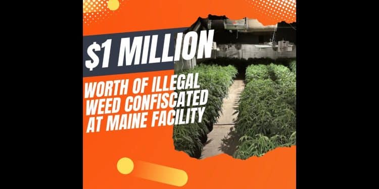 High-Stakes Bust: Police Seize $1M in Illegal Marijuana from Wilton Facility!