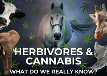 New Study Reveals Hemp’s Potential as Natural Pesticides