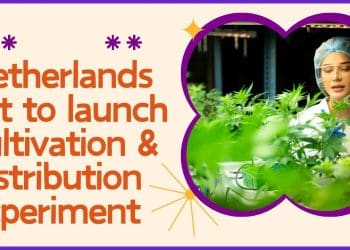 From Tolerance to Regulation: Holland’s Cannabis Shift
