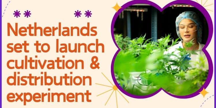 From Tolerance to Regulation: Holland’s Cannabis Shift