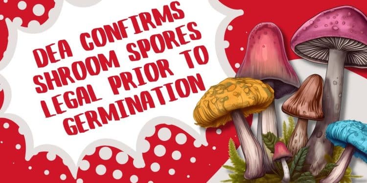 Mind-Blowing News: Psychedelic Mushroom Spores Now Federally Legal