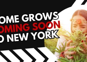 The Game Changer: Homegrown Pot Plants on the Verge of Legalization in N.Y.