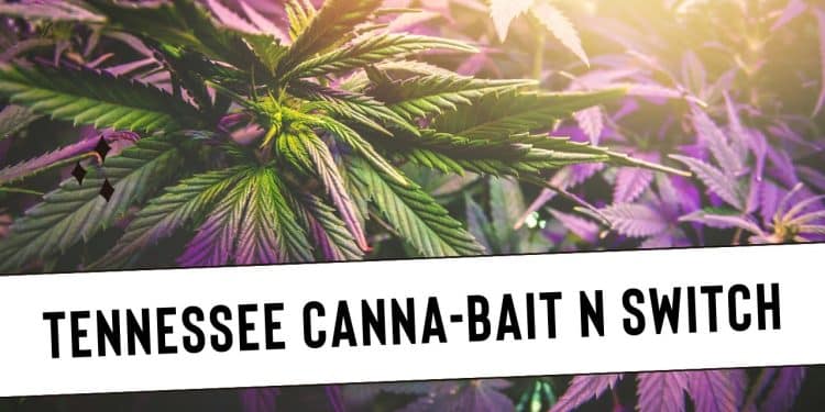 Are Tennessee Cannabis Sales at Risk? Industry Worries About New Regulations on THCa