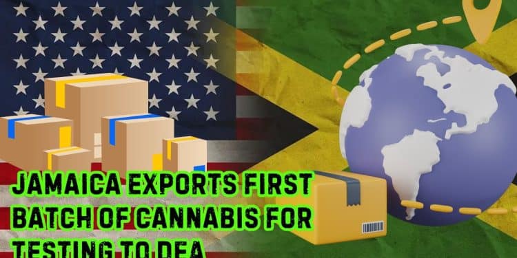 Groundbreaking: Jamaica’s 1st THC Exports to US