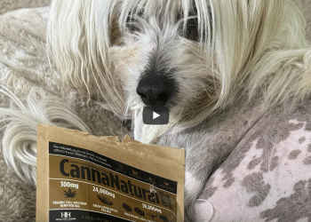 4&20 Review – HEALTHY HEMP PET COMPANY