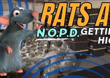 Shocking: Rats in New Orleans Police Station High on Marijuana