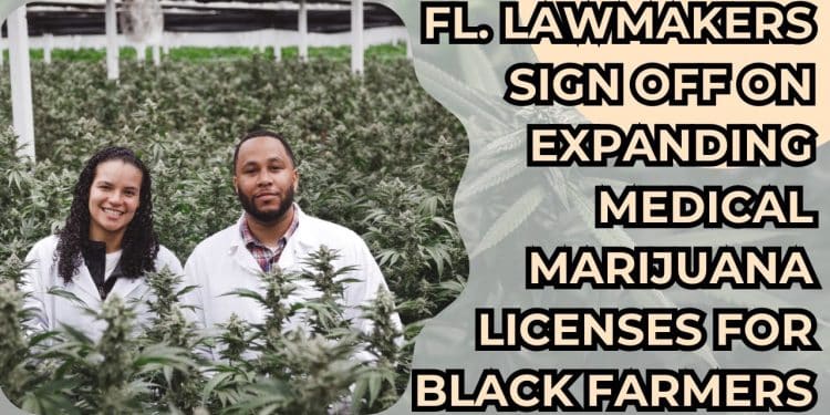 Inclusive decision: More medical marijuana licenses for Black farmers