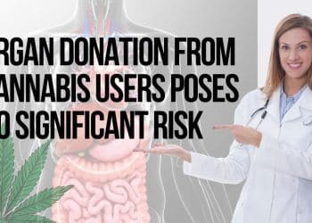Discoveries: Organ Donations from Marijuana Users are Safe, Study Shows