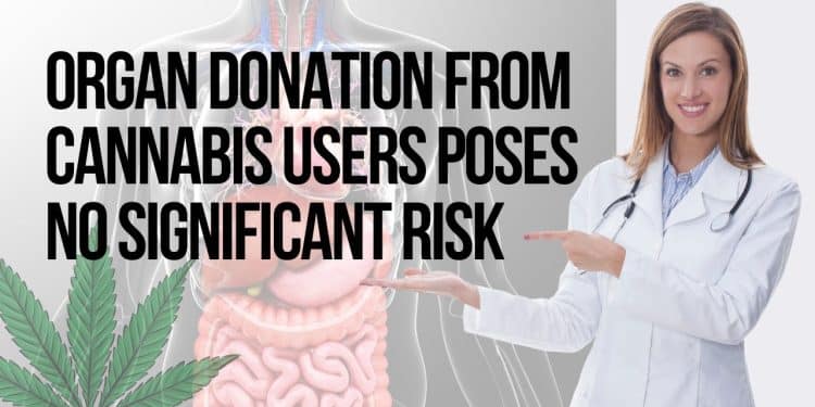 Discoveries: Organ Donations from Marijuana Users are Safe, Study Shows