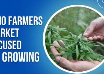 Ohio’s Ultimate Guide to Growing Marijuana at Home