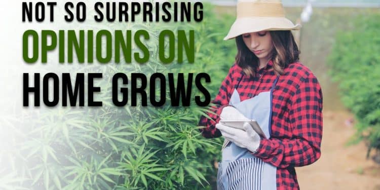 Secrets: Americans’ Unexpected Views on Growing Home Marijuana