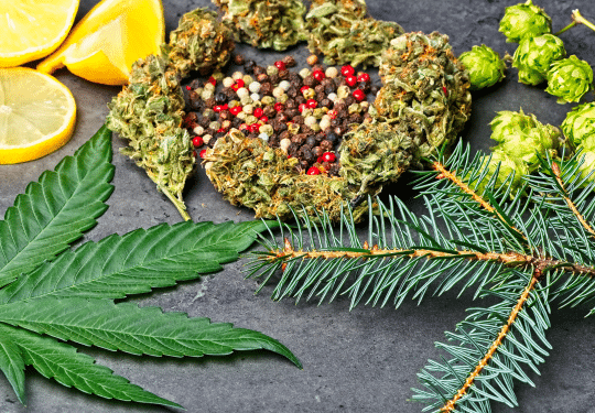 Terpenes and Fitness