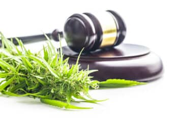 UC Asset Hails Pro-Cannabis Policy Development