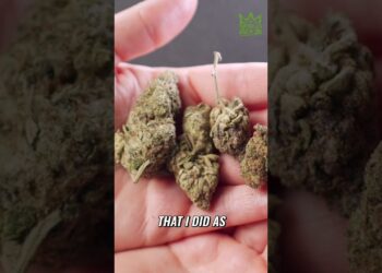 TNMNews | Marijuana News, Cannabis Culture